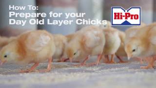 How to Raise Your Day Old Layer Chicks