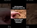 8 500 9 500 year old arrowhead discovery 🔥 history