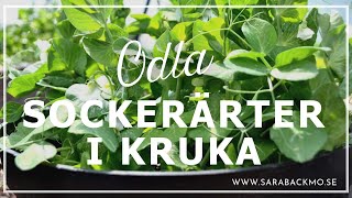 Odla sockerärter i kruka