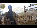 today domail mandi fatehjang rate s updates 14 feb 2025 part 1 @animalsbeautytalagang1437