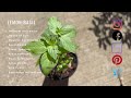 lemon basil how to grow in 1 minute history growing nutrition companion planting