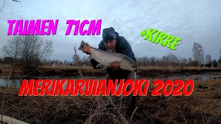 Taimen 71cm | Merikarvianjoki 2020 | Kalastus