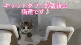 【保護猫♡小夏の成長記録】キャットタワー設置後の可愛い猫ちゃん達です♪