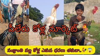 పీలేరు కోళ్ల సంత #పీలేరు కోళ్ల మార్కెట్ #pileru #pileru kolla market #pileru kolla santa#aseel#birds