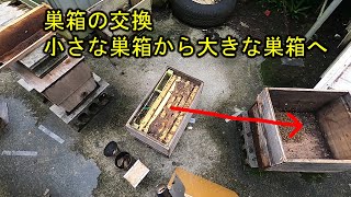 【初心者向け】巣箱の交換方法【簡単】