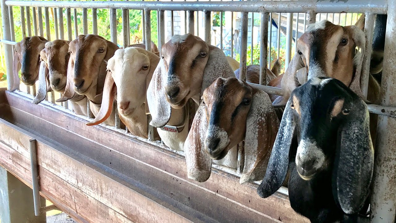 Dairy Goat Farm In The Philippines - YouTube