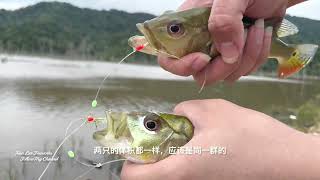 【钓鱼记】寻找皇帝鱼之旅 钓皇冠三间记 一箭双雕 ｜hunt for peacock bass fish，Kill two birds with one stone