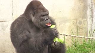 シャバーニ家族の日々110  Shabani gorilla family