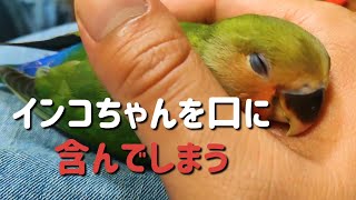 飼い主さんのかわいい生態⑦〜インコちゃんを口に含んでしまう〜