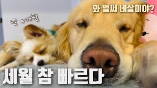 왜 견생은 7배나 빠르게 흘러갈까?