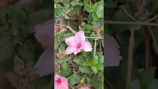 Jai Sri Krishna #pink hibiscus