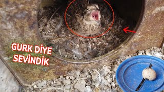 GURK BILDIRCIN VAR DİYE SEVİNDİM !!! Bıldırcınlarımın İlk Yumurtası