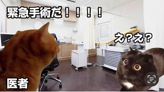 母の子宮がねじれた話【猫ミーム】【猫マニア】