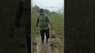 Vivasayam and harvesting #shorts