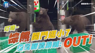 叮咚～棕熊霸氣開門逛小7　店員崩潰無奈大喊：OUT！｜鏡週刊