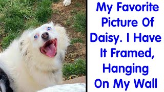 Hilarious New Pics of Doggos 'Malfunctioning' in the Silliest Ways - Funny Dog