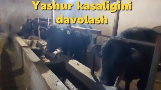 Yashur kasalligini davolashni oddiy usuli qisqa kunda