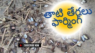 తాటి తేగలు farming|| తేగలు తినడం వల్ల benifits