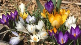 Planting Crocus