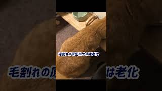 猫の老化現象　#shorts#cat