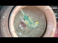 breedar budgies buying tips for beginners जल्दी अंडै देने वाले बजरी तोते को कैसे खरीदे birds