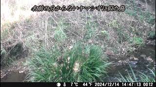 餌場に現れた動物達