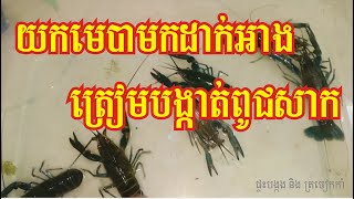 How to feed crayfish ​យកមេបាពូជមកដាក់អាង ត្រៀមបង្កាត់សាកល្បង