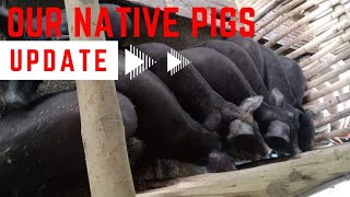 native pigs update at sunshine farm