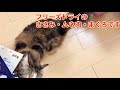 猫用フリーズドライのササミ・ムネ肉・まぐろ購入してみました