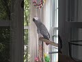 symon is making lots of sounds today along with her words🦜 symontheafricangreyparrot funnyparrot