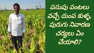 పసుపు పంటలో వచ్చే దుంప కుళ్ళ, పురుగు నివారణ చర్యలు ఏం చేయాలి? భరత్ రైతుబడి