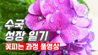 수국꽃은 어떻게 피어날까요?