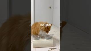 ごはん大好きな猫においしい顔が見れるおやつをあげたら...＃short#cat #カリカリ #猫おやつ