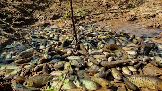 TOP AMAZING FISHING! catch a lot of fishes in the pond near the road by hand a fisherman skill