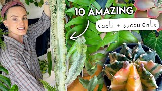 I'm a Cactus Convert (+ a sucker for succulents) 🌵 TOP 10 AMAZING Cacti + Succul