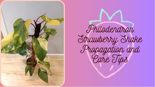 Philodendron Strawberry Shake Propagation