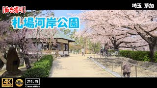 【歩き撮り】🌸2022 札場河岸公園 桜＠埼玉 草加 ４K  (21:9)  Saitama walking video ［sakura］