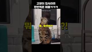 고양이 집사라면 한번씩은 해봄ㅋㅋㅋ