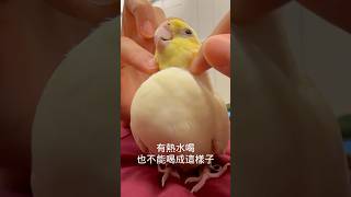 變成柯爾鴨的玄鳳鸚鵡~太搞笑啦!~喝水喝到肚子圓滾滾的~媽媽笑得鏡頭一直跟著笑!!!