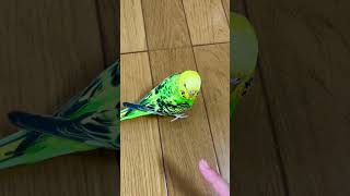 指を差し出すと「ぷぷぷ」と鳴くセキセイインコのぴっぴ　#shorts