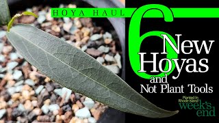 6 NEW HOYAS AND NOT PLANT TOOLS - Hoya Haul - Hoya amicabilis, Hoya paradisea, Hoya brassii & more