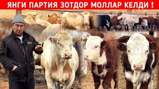 ЯНГИ ПАРТИЯ ЗОТДОР МОЛЛАР КЕЛДИ АЛИ ОҒАНИ ФЕРМАСИ МАНЗИЛ УРГАН АНЖИРЧИДА !!! ХОРАЗМ БОЗОР