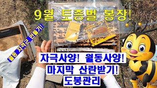 9월 토종벌관리!