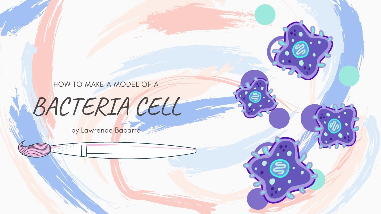 Diy 3d Model Of A Bacteria Cell Youtube