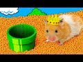 🍄🐹 Cute Hamster escapes the Super Mario maze in real life