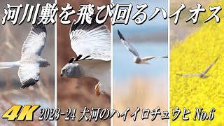 【河川敷を飛び回ったハイイロチュウヒのオス】2024大河のハイイロチュウヒ No.6