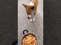 Hungry Homeless Dog #shorts #short #dog #youtubeshorts