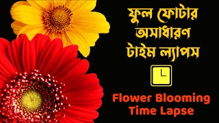 ফুল ফোটার অসাধারণ টাইম ল্যাপস | Flower blooming time lapse | Blooming flowers timelapse