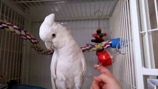 ソロモンオウムたろちゃん　ガチャのカプセルからピーナッツ取り出せるかな？  Cockatoo Foraging Toy