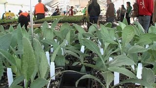 CityStream: Edible Plants